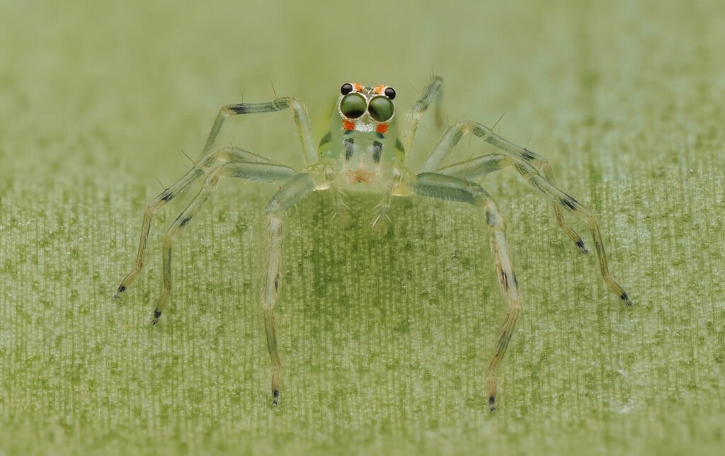 Clear green spider