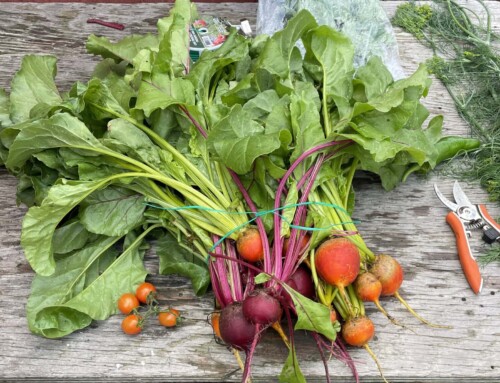 Finding Embodiment in the Garden – A WildRoots Summer Worker Reflection
