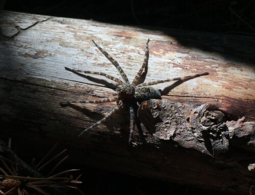 Appreciating Amazing Araneae: Learning to Appreciate the Finer Details of a Misunderstood Animal