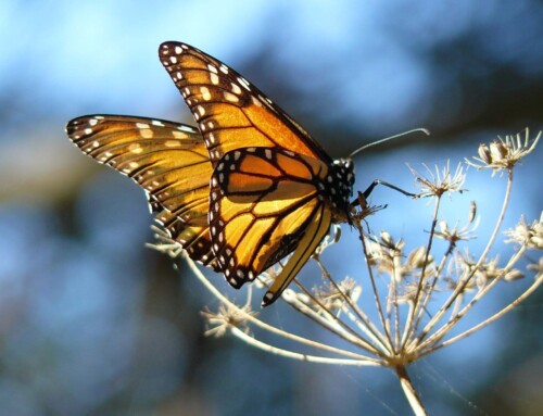 The Monarch: Beauty and Majesty