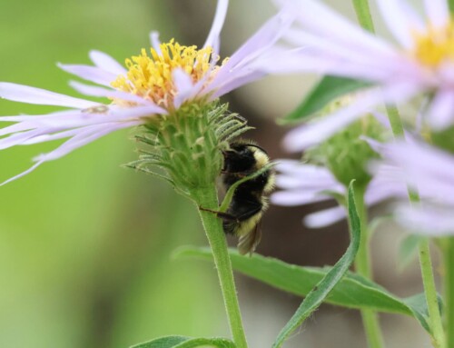 Pondering Pollinators