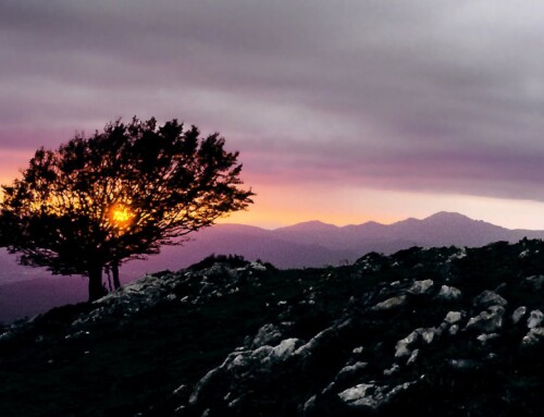 Many Ways of Seeing: the Gift of Caring for Creation in Community